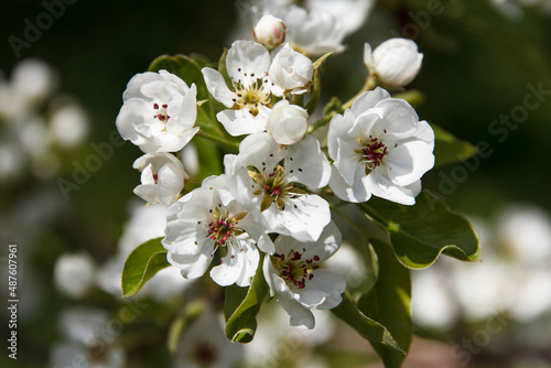 Flowering fruit tree pear in spring in the garden