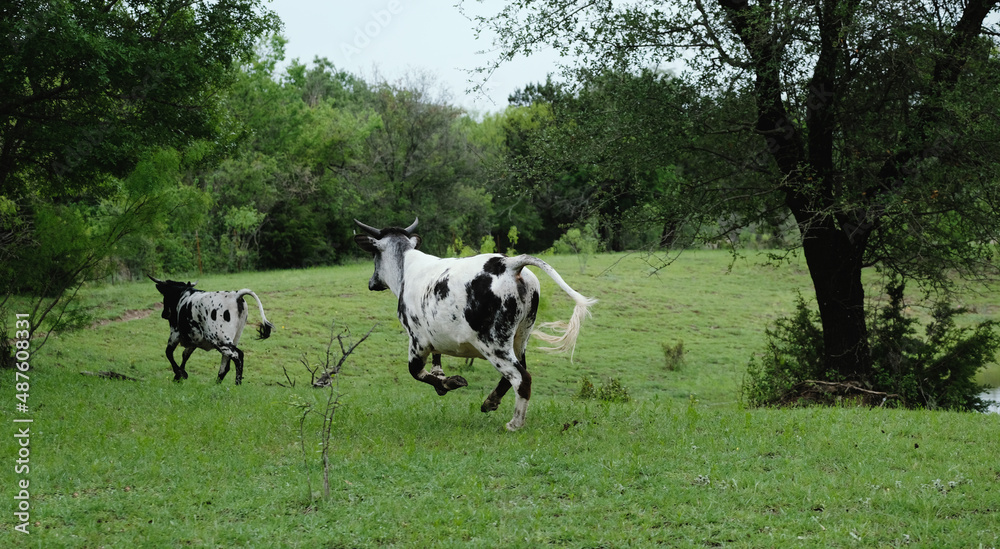 Young cows play and run through green grass field in Texas on farm. Young cows play and run through green grass field in Texas on farm.