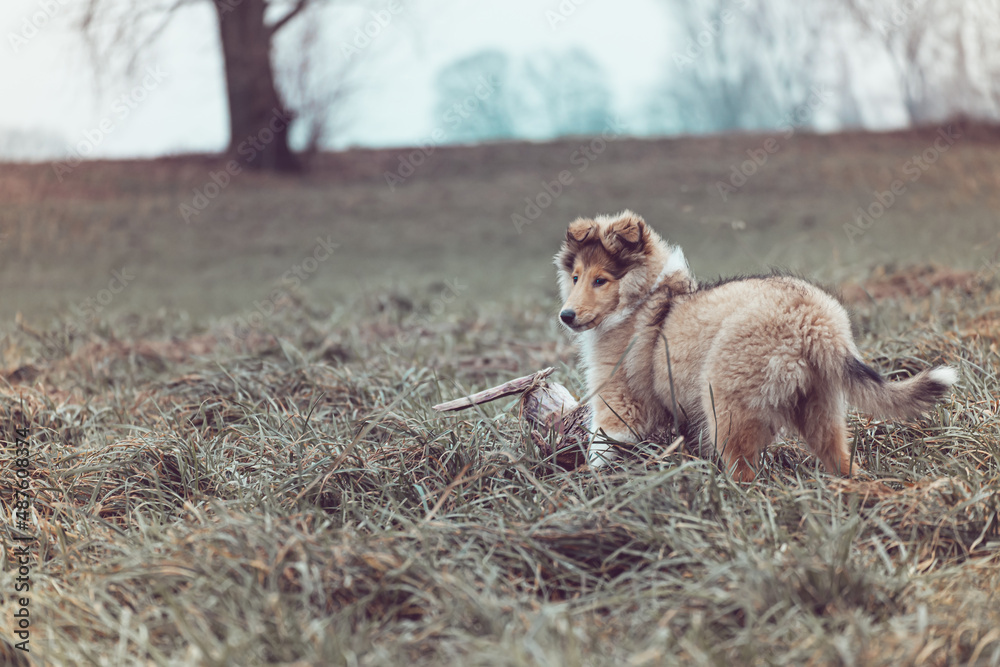 Fototapeta premium Rough Collie Welpe Outdoor Herbst Winter hübsch