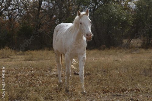 Young white horse in Texas farm field during winter season.
