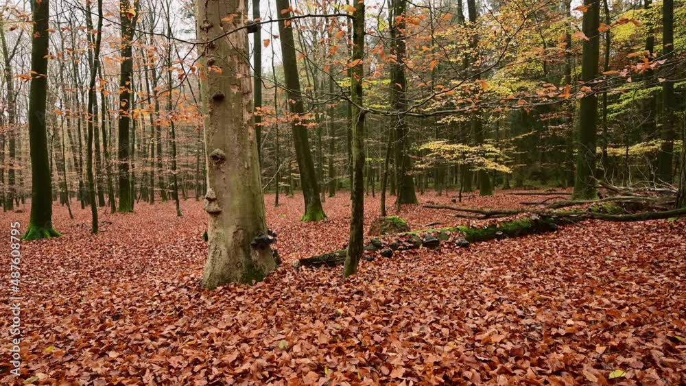 Dead wood in autumn beech forest, camera crane driving upwards, gimbal shot, emsland, lower saxony, (fagus sylvatica), germany Dead wood in autumn beech forest, camera crane driving upwards, gimbal shot, emsland, lower saxony, (fagus sylvatica), germany