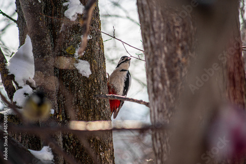 spotted woodpecker