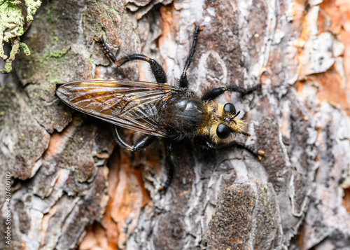 A close-up view of a black fly sitting on the bark of a tree