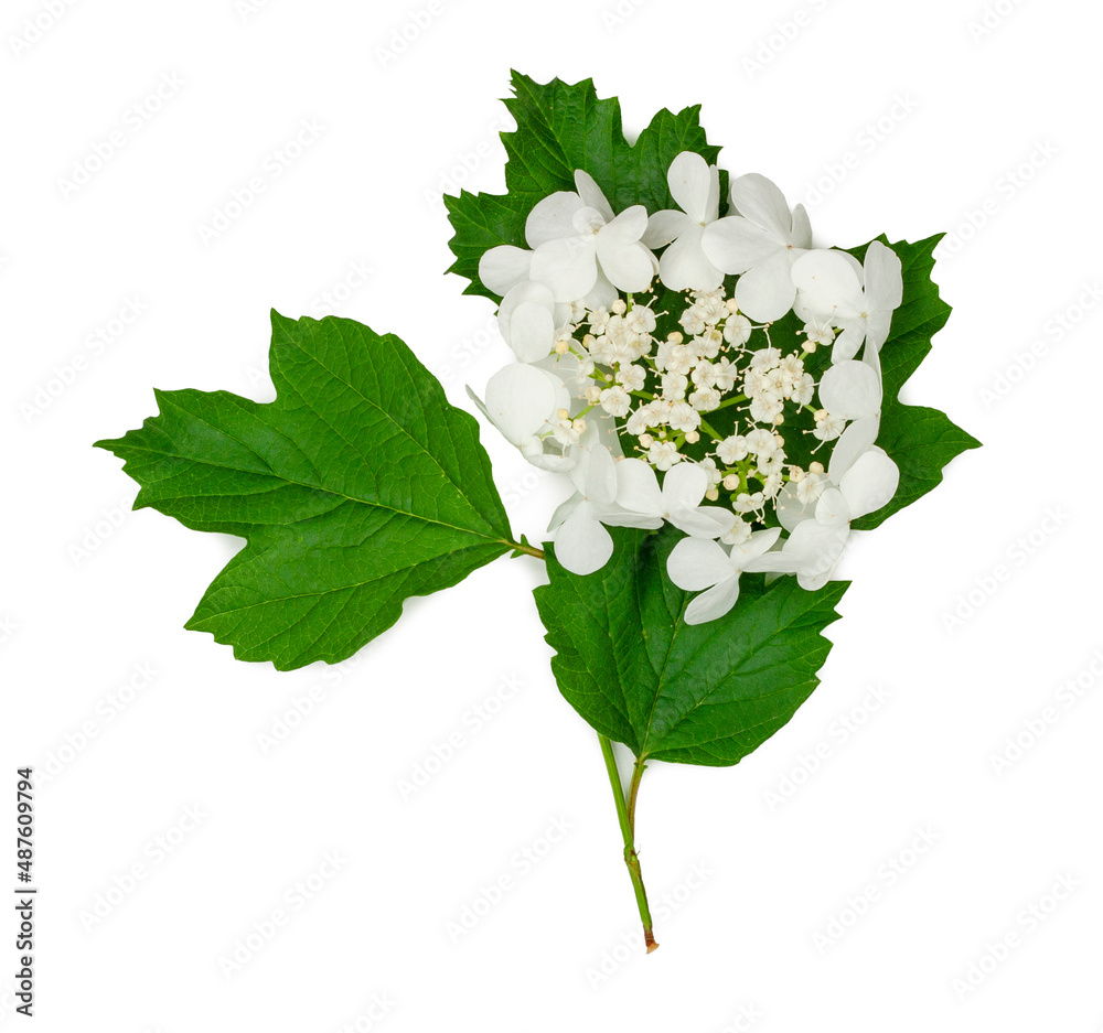 Viburnum flowers isolated on a white background Viburnum flowers isolated on a white background