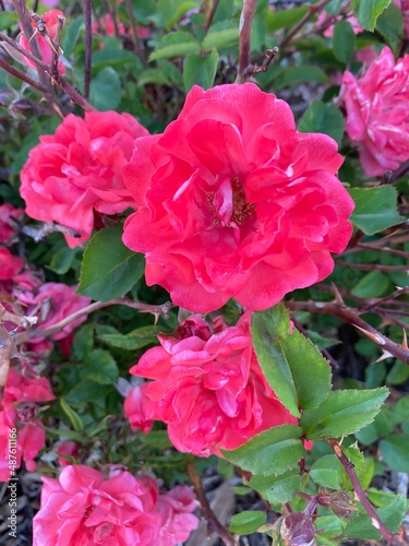 pink roses in garden