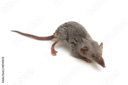 Asian house shrew or brown musk shrew Suncus murinus isolated on white background
 photo