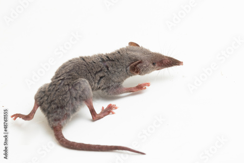 Asian house shrew or brown musk shrew Suncus murinus isolated on white background
 photo