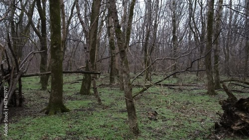 hut in the forest in late winter after the rain