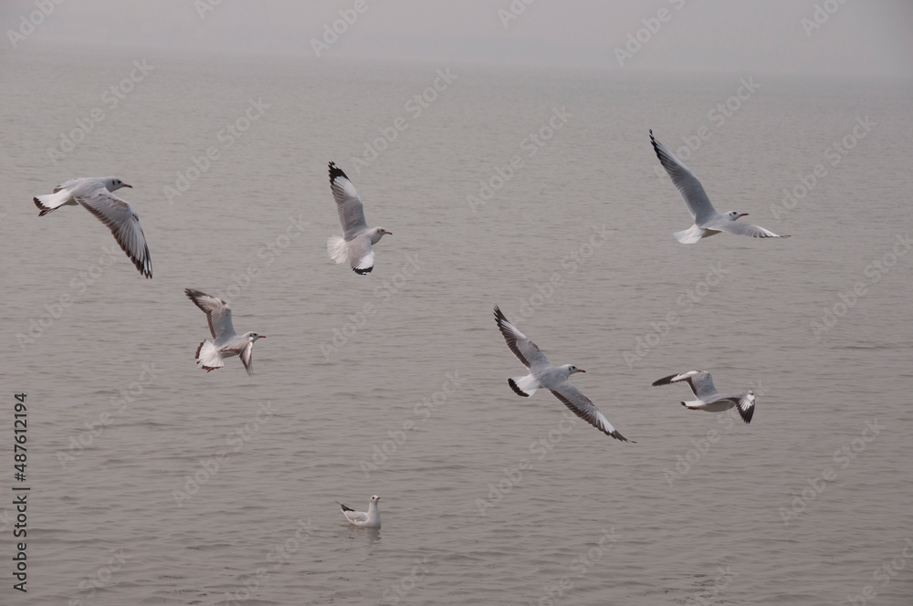 A natural scene of seagull flying and gliding over water