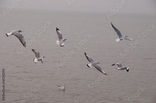 A natural scene of seagull flying and gliding over water