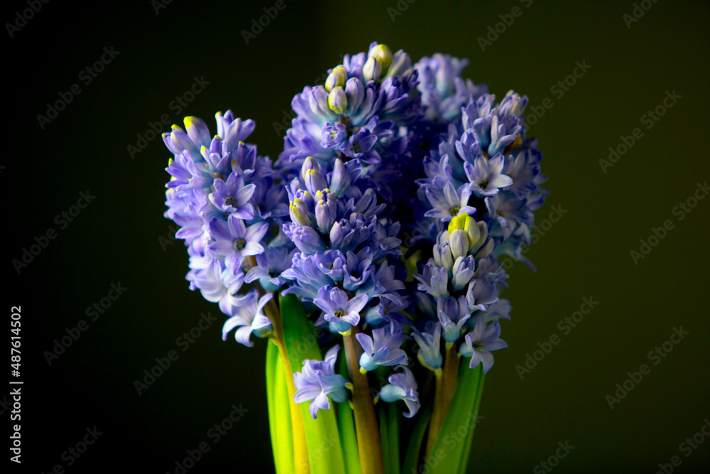 Fototapeta premium blue hyacinth on a green background
