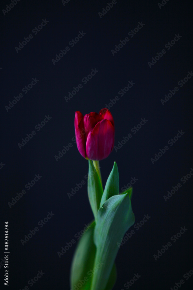 red tulip on black background