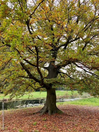 Beech tree in the fall in the Netherlands.