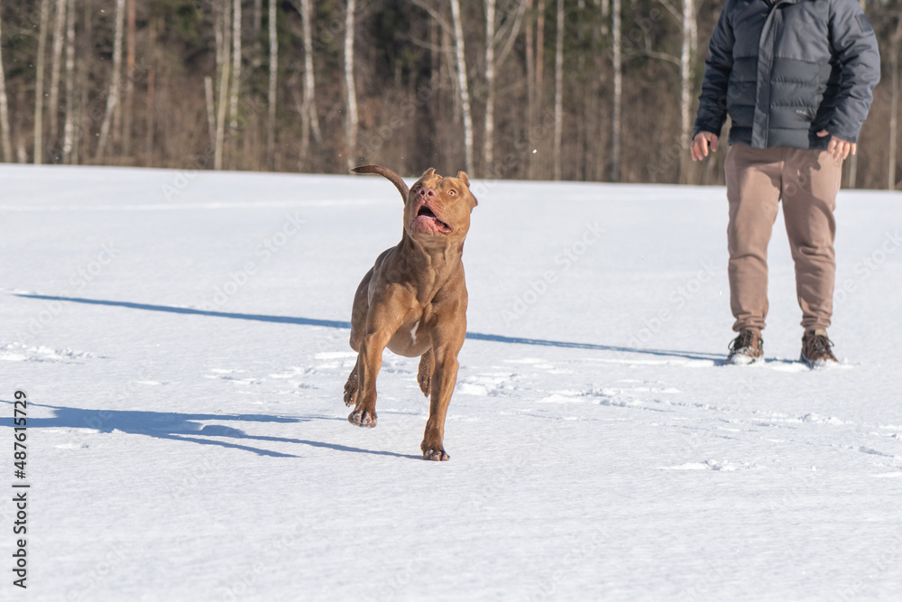 A man plays with an American Pit Bull Terrier on a snowy field in winter. A man plays with an American Pit Bull Terrier on a snowy field in winter.