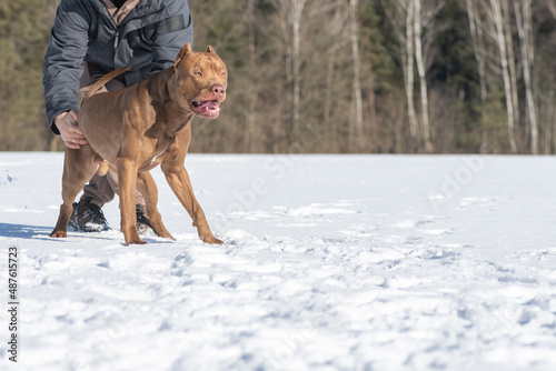 A man plays with an American Pit Bull Terrier on a snowy field in winter.