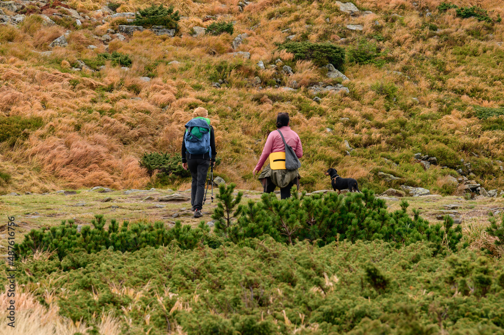 Naklejka premium Tourists walk in the autumn mountains, the paths of the Carpathians, people with trekking poles.