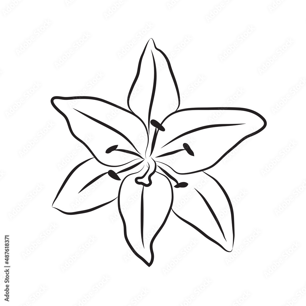 Lily bud line drawing. Line art botanical floral. Lily flower head icon Lily bud line drawing. Line art botanical floral. Lily flower head icon