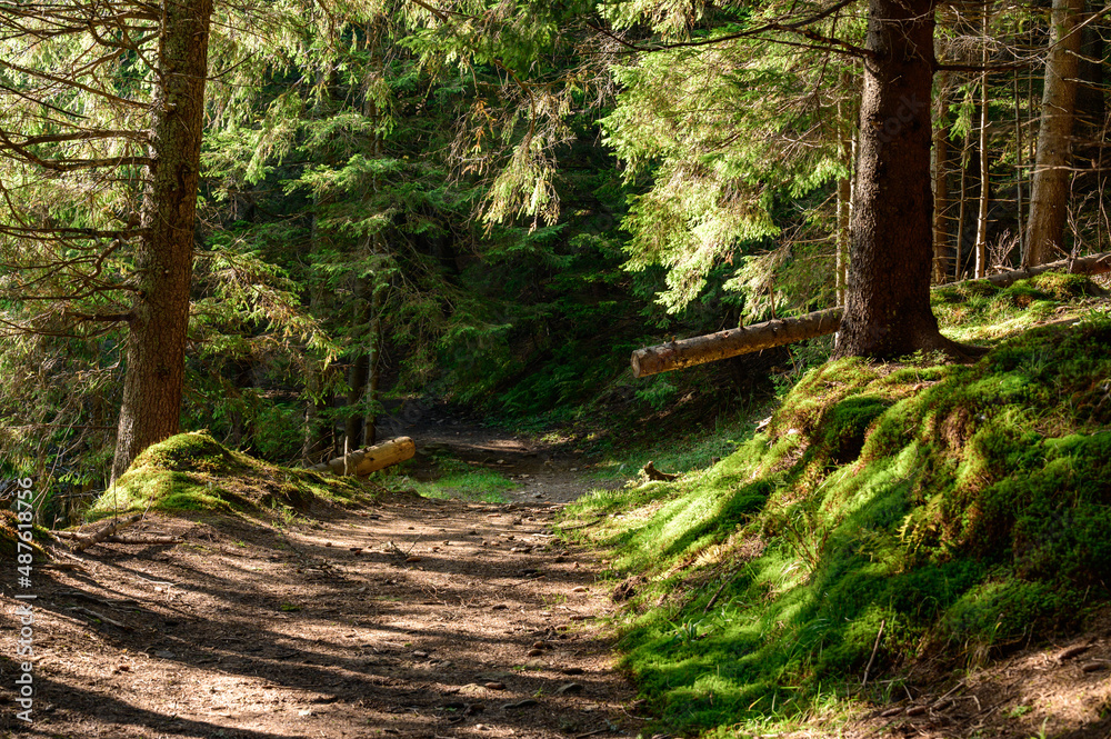 Trails in the Carpathian forests, hiking trails leading to the mountain tops. Trails in the Carpathian forests, hiking trails leading to the mountain tops.