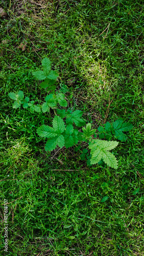 green grass in the forest