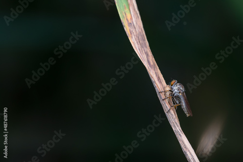 the robberfly is eating a small insect, taken at close range (Macro) with a blurred background