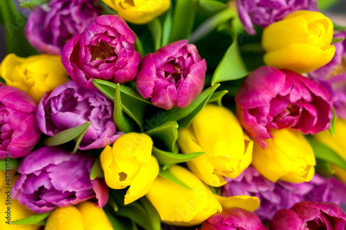 Closeup of a bunch of tulips. Purple pink and yellow flowers. Spring background