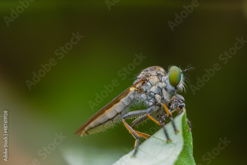 the robberfly is eating a small insect,
taken at close range (Macro) with a blurred background photo