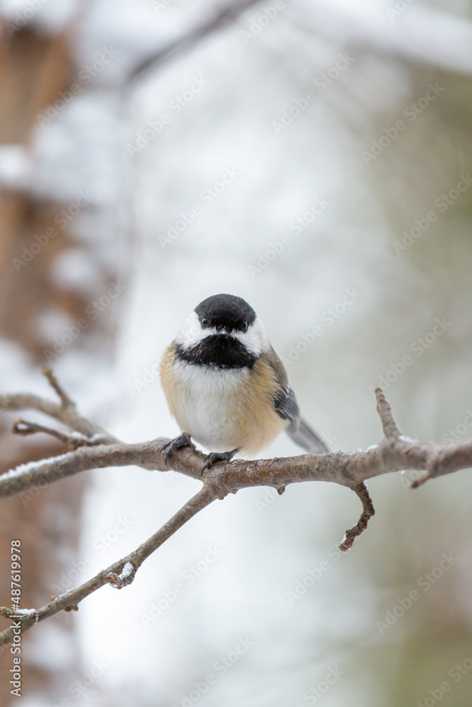 Black Capped Chickadee bird perched on branch with snow vertical Black Capped Chickadee bird perched on branch with snow vertical
