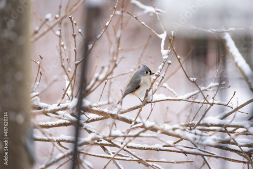 Tufted Titmouse bird perched on snowy tree branch in winter