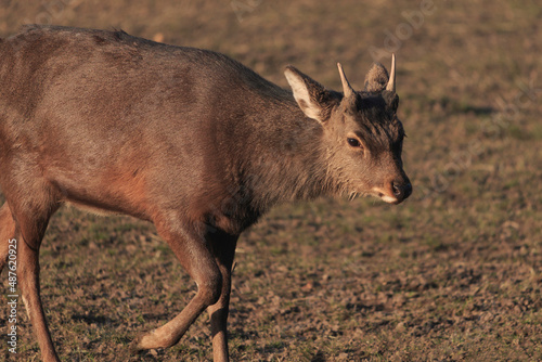 Young Red deer - Kronhjort - Cervus elaphus walks in forest near distance photo