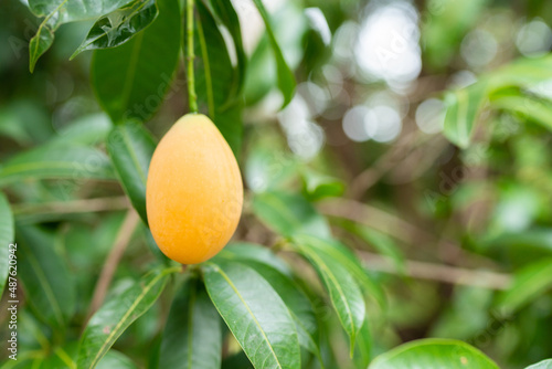 Thai Plango fruit or Boueab...