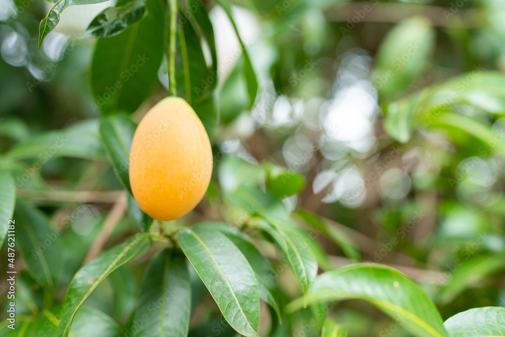 Thai Plango fruit or Boueaburmanica Griff, Tropical fruit calling Ma Yong Chid in natural orchard garden field
