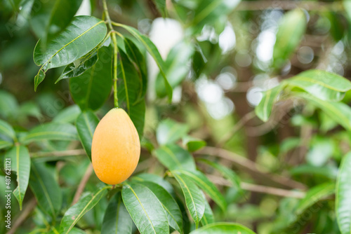 Thai Plango fruit or Boueab...