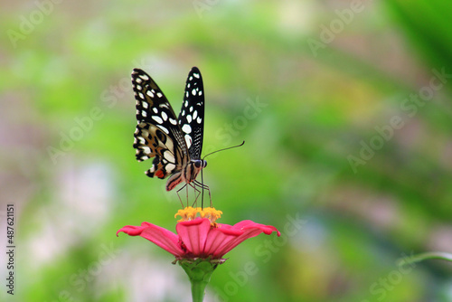 In this photo there is only a butterfly and a flower