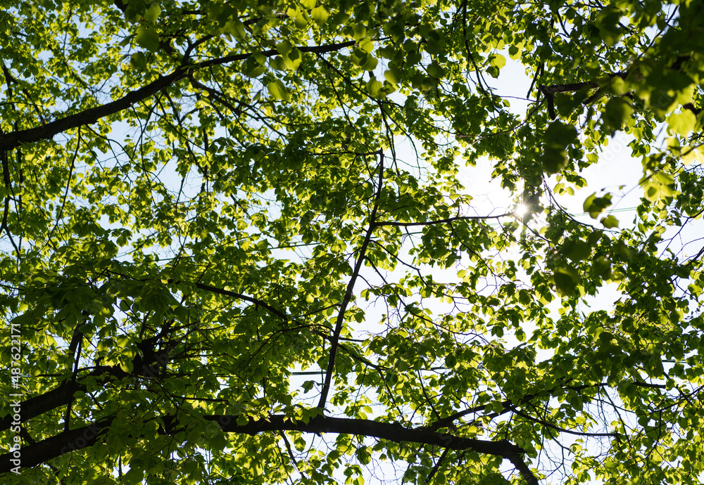 green leaves on tree branches in sunlight. summer season green leaves on tree branches in sunlight. summer season