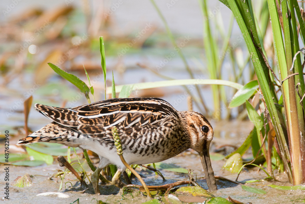 Fototapeta premium Bécassine des marais