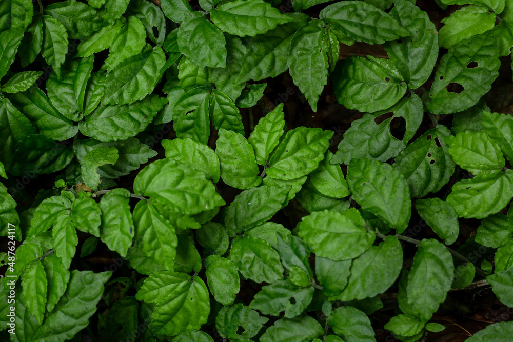 Heat shape of leaf for background and texture ,Green Leaves Background 