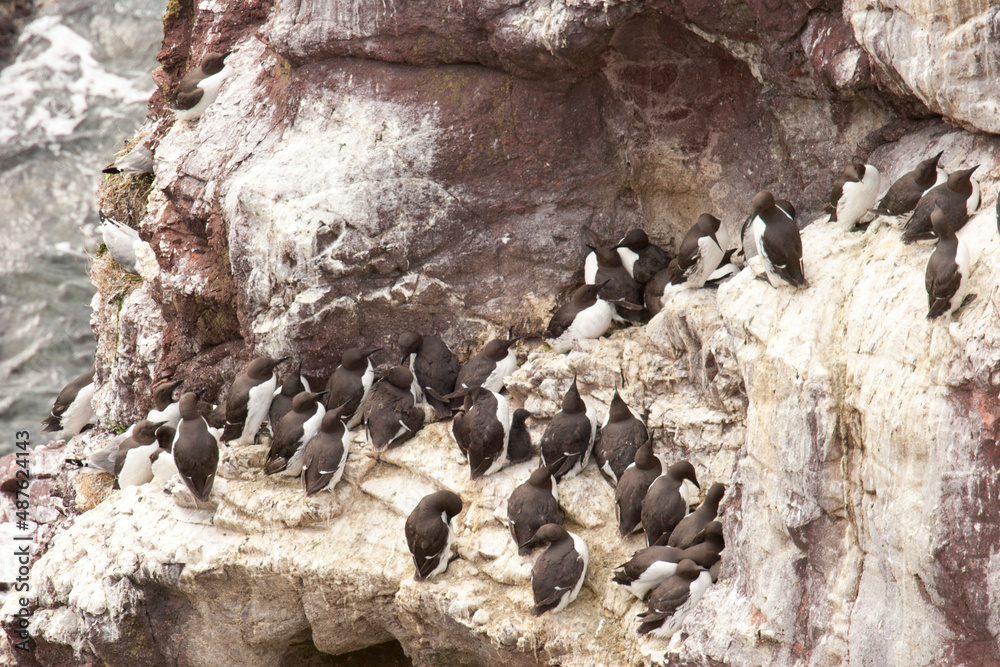Fototapeta premium Guillemot de Troïl