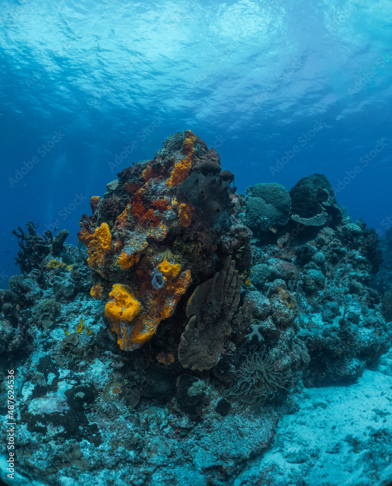 Fototapeta premium coral reef macro ,texture, abstract marine ecosystem background on a coral reef