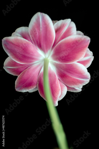 pink flower isolated on black