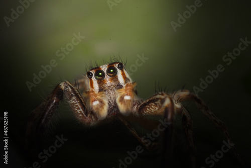 Beautiful spider macro
