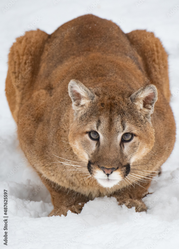 Obraz premium Mountain Lion in the Snow Closeup 