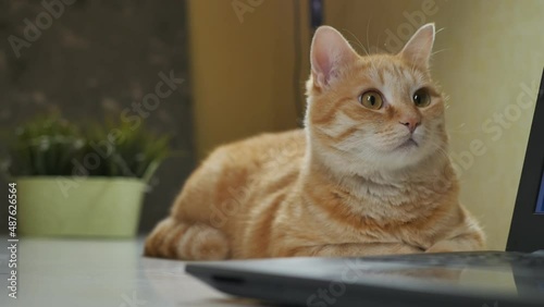 Wallpaper Mural a funny ginger cat with a white muzzle lies on the table next to the laptop and looks around, turns its head and watches the family members. Torontodigital.ca