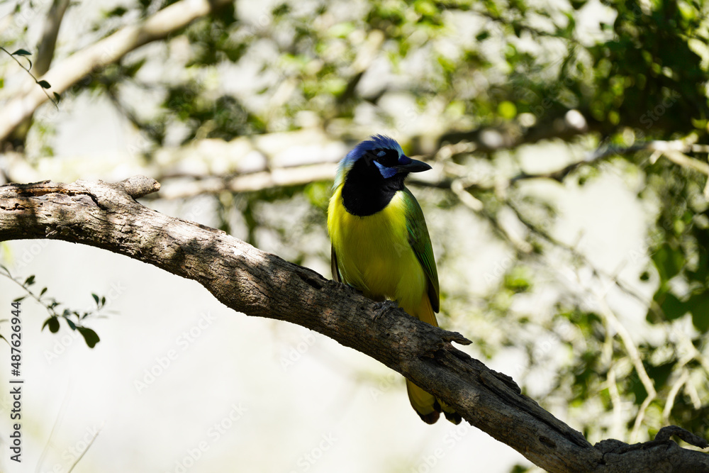 Obraz premium Green Jay posing in Texas
