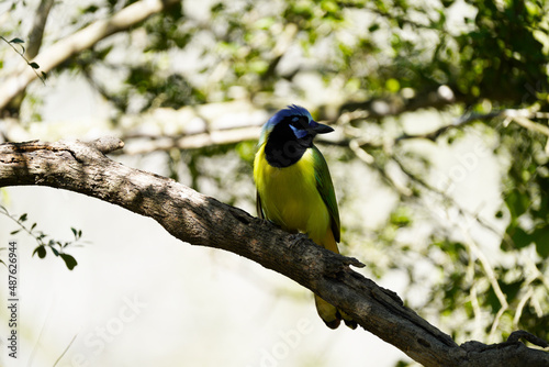 Green Jay posing in Texas