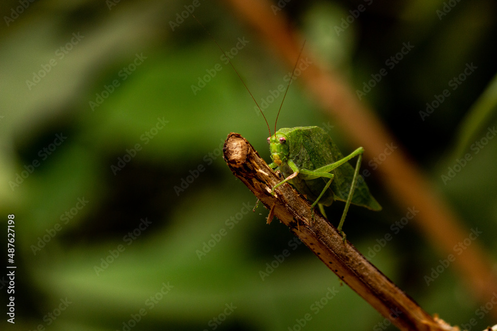 Grasshopper on a stick Grasshopper on a stick