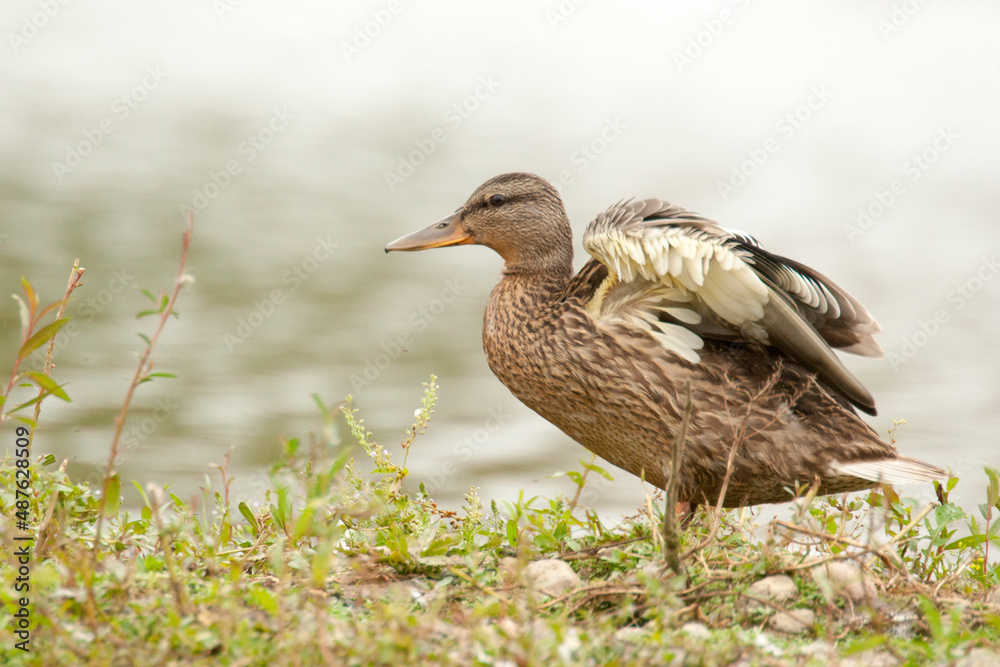 Canard colvert Canard colvert