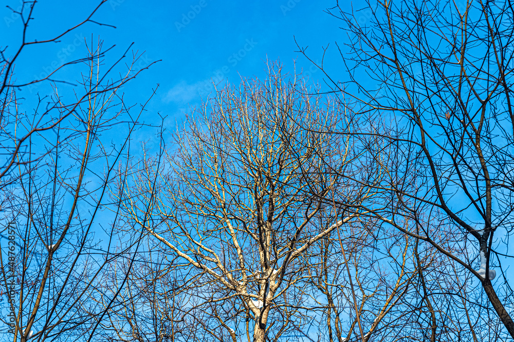 Branching tree crowns against a blue winter sky