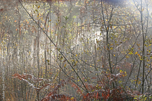 Wood in the Autumn mist