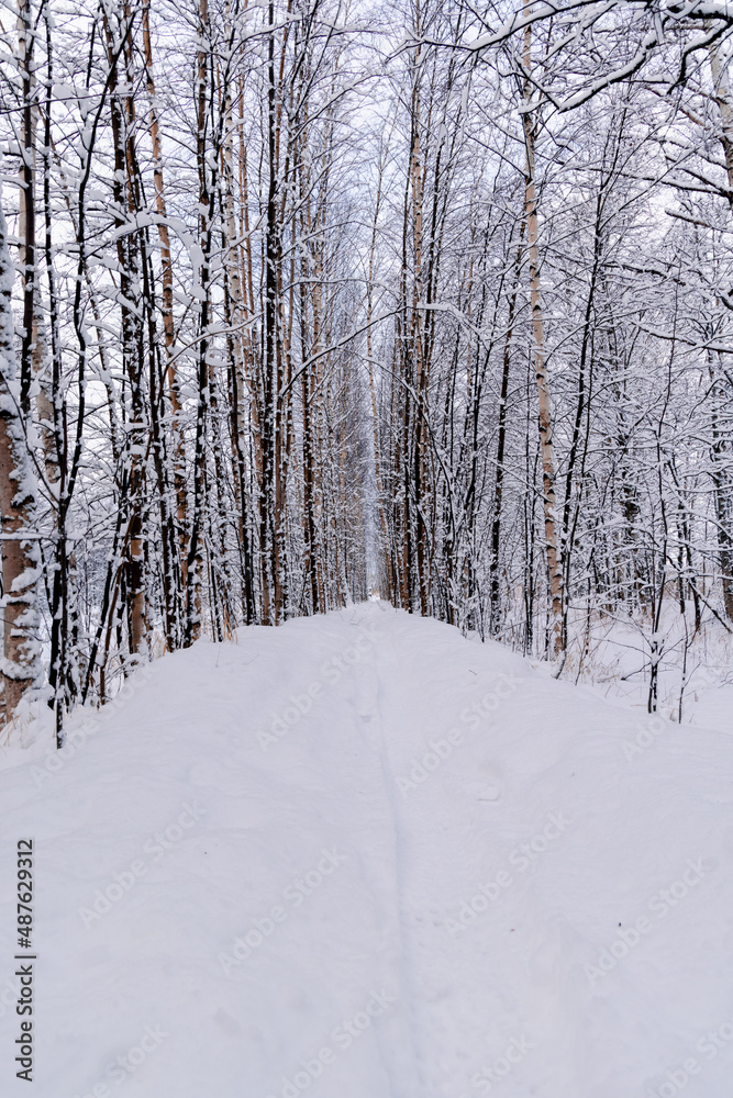 Winter and snowy scene of a straight path that goes into a snow-covered forest, formed by young birches that create a kind of tunnel where you can slip in. Winter and snowy scene of a straight path that goes into a snow-covered forest, formed by young birches that create a kind of tunnel where you can slip in.