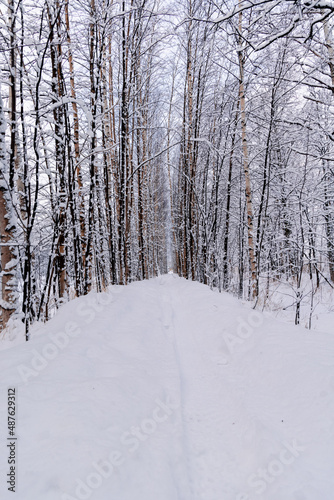 Winter and snowy scene of a straight path that goes into a snow-covered forest, formed by young birches that create a kind of tunnel where you can slip in. © Nico